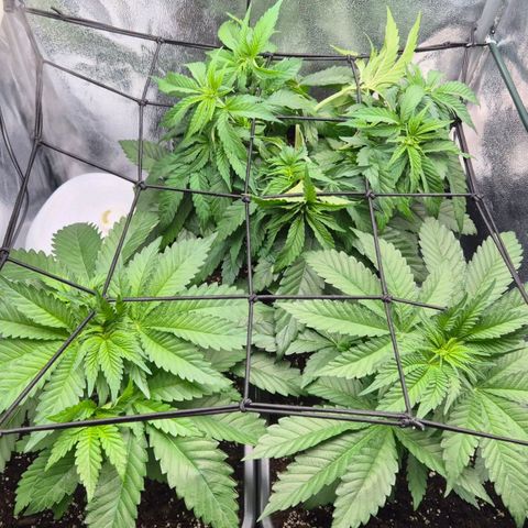 Fullgas! growlog timeline photo