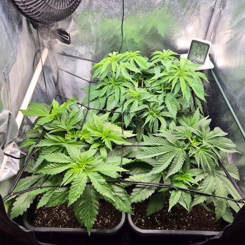 Fullgas! growlog timeline photo