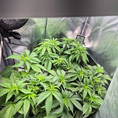 Holy Punch GHS growlog timeline photo