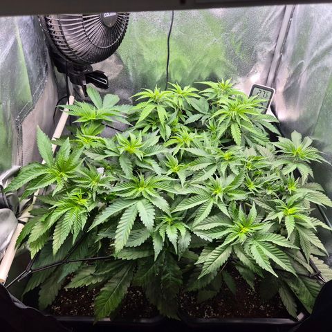 Fullgas! growlog timeline photo