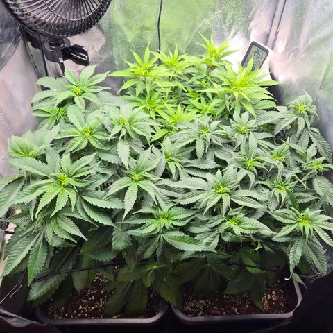 Holy Punch GHS growlog timeline photo