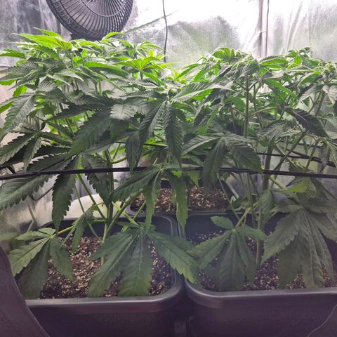Fullgas! growlog timeline photo