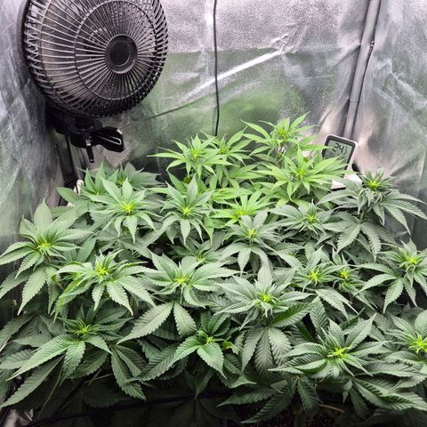 Fullgas! growlog timeline photo