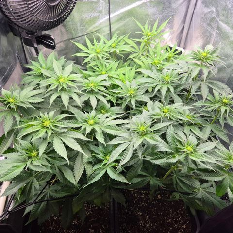 Holy Punch GHS growlog timeline photo