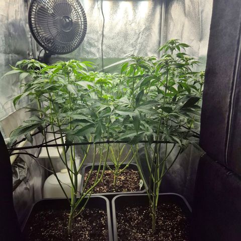 Fullgas! growlog timeline photo