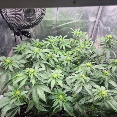 Fullgas! growlog timeline photo