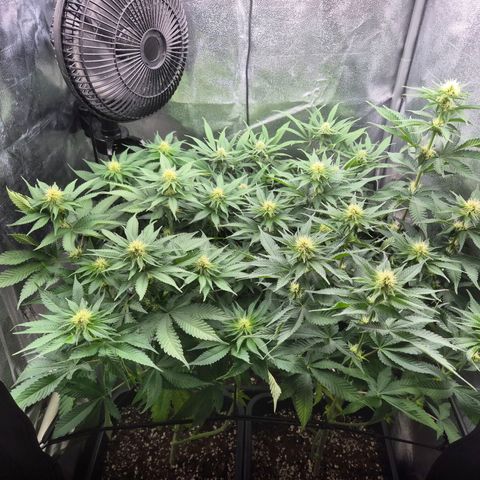 Fullgas! growlog timeline photo