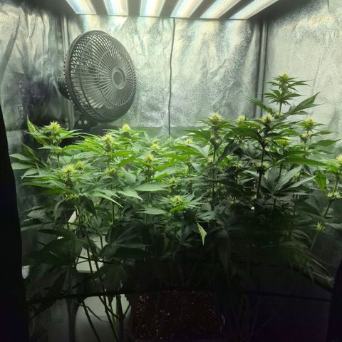 Fullgas! growlog timeline photo