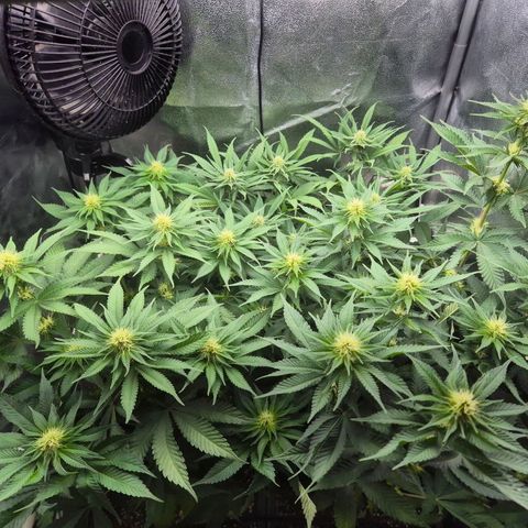 Fullgas! growlog timeline photo