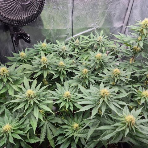 Fullgas! growlog timeline photo