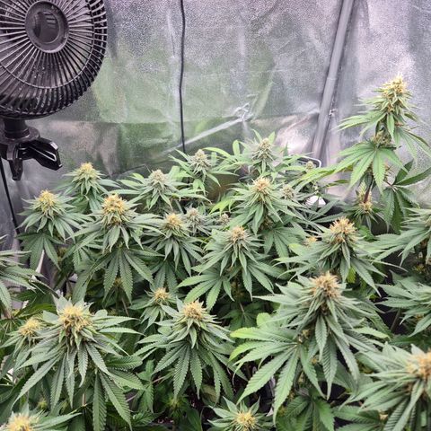 Fullgas! growlog timeline photo
