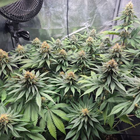 Fullgas! growlog timeline photo