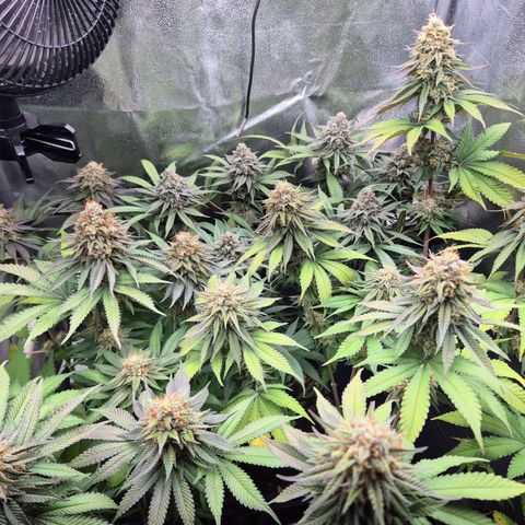 Fullgas! growlog timeline photo