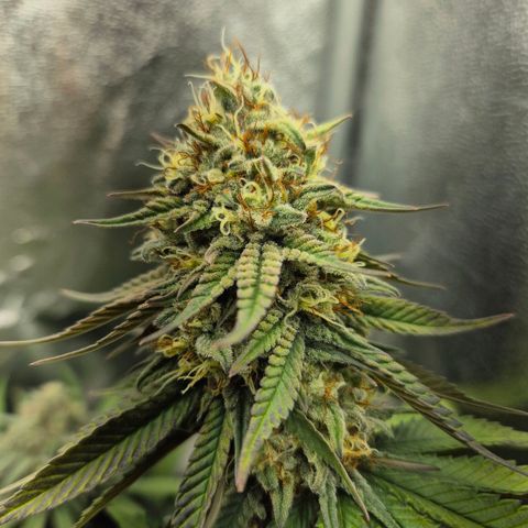 Fullgas! growlog timeline photo