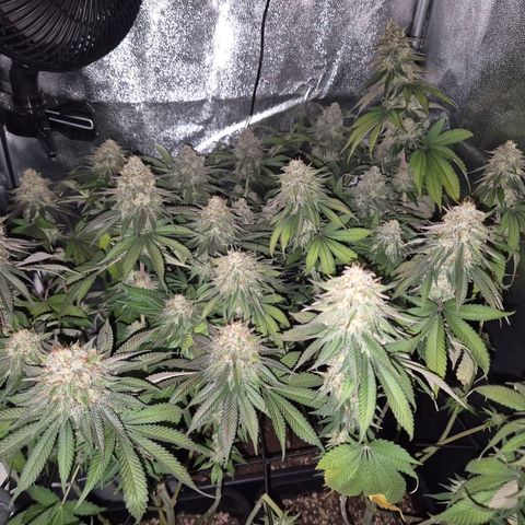 Fullgas! growlog timeline photo