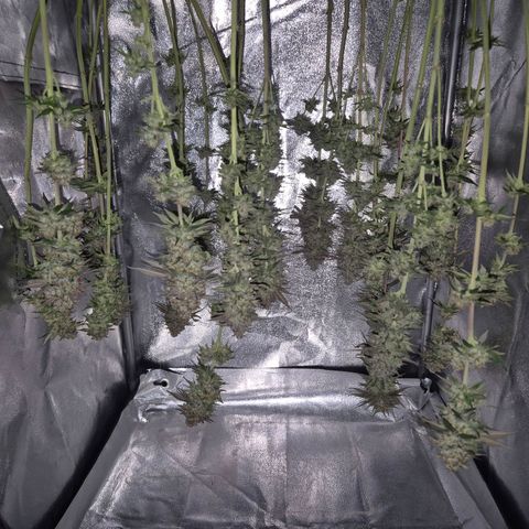 Fullgas! growlog timeline photo