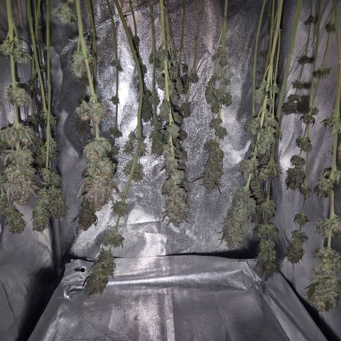 Fullgas! growlog timeline photo