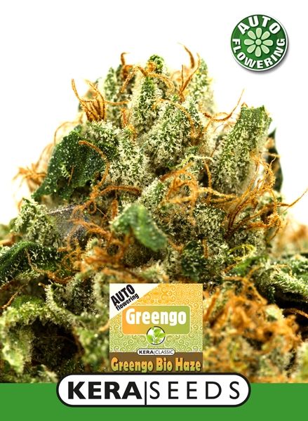 Auto Greengo bio haze Kera seeds growlog header