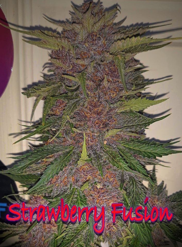 Strawberry fusion synergy automatics  growlog header