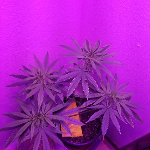 Southwest Candy  growlog timeline photo