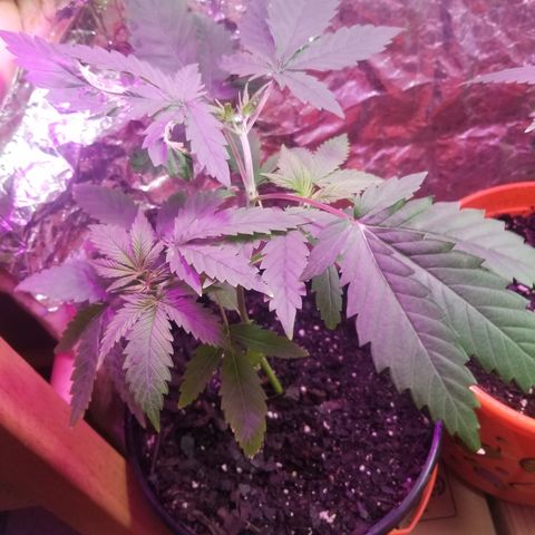 Southwest Candy  growlog timeline photo