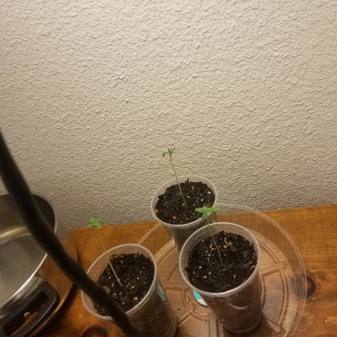 Southwest Candy  growlog photo