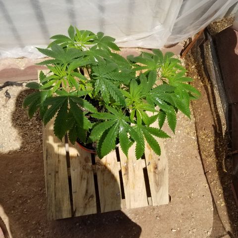 Southwest Candy  growlog timeline photo