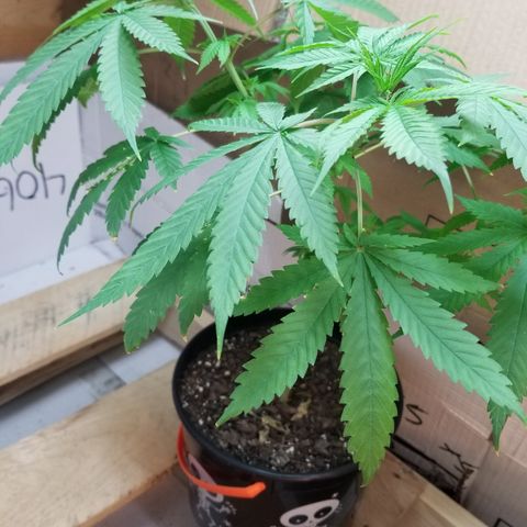 Southwest Candy  growlog timeline photo