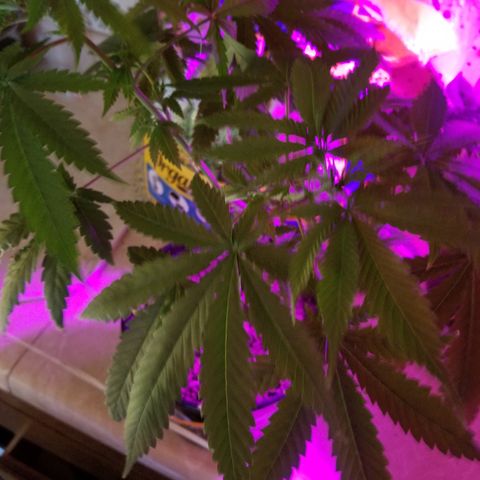 Southwest Candy  growlog timeline photo