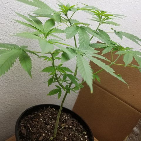 Southwest Candy  growlog timeline photo