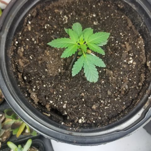 STRAWBERRY FIELDS   growlog photo