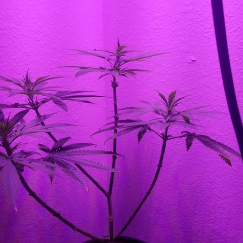 Southwest Candy  growlog timeline photo
