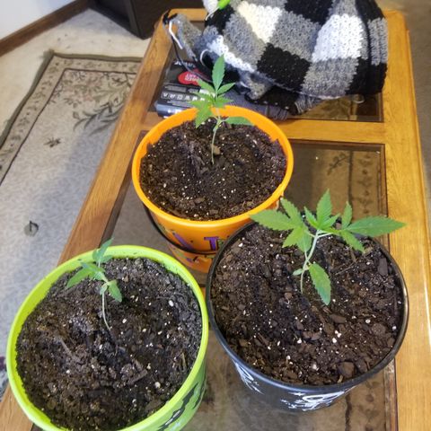 Southwest Candy  growlog photo
