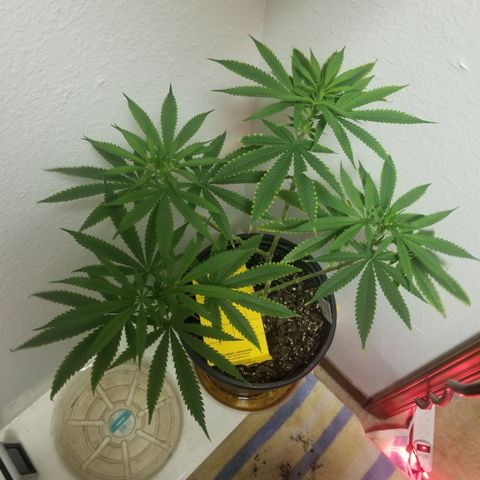 Southwest Candy  growlog timeline photo