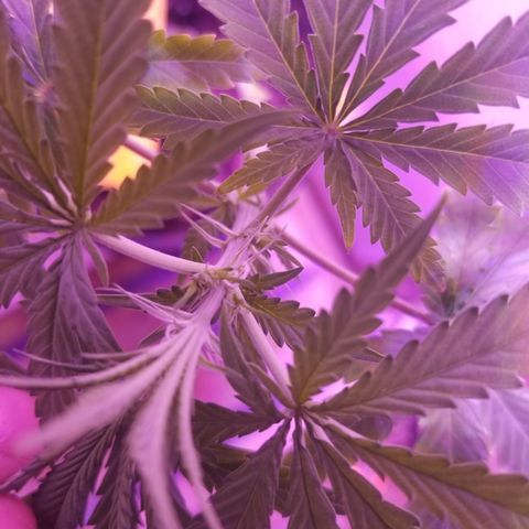 Southwest Candy  growlog timeline photo