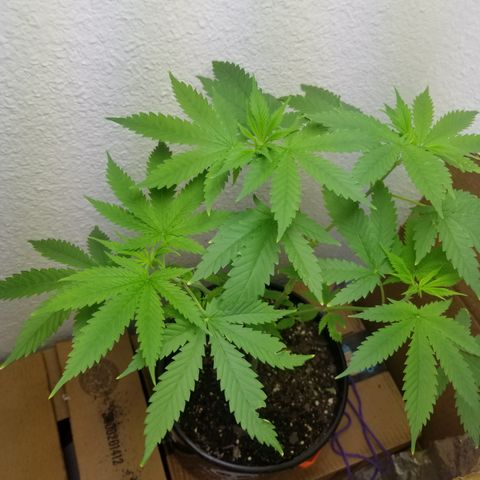 Southwest Candy  growlog timeline photo