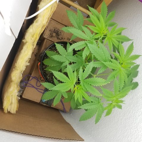 Southwest Candy  growlog timeline photo