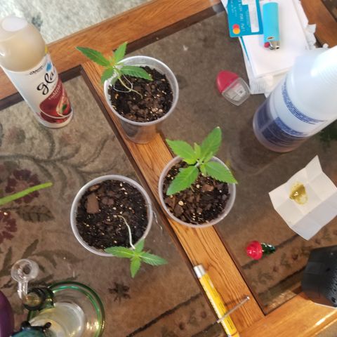 Southwest Candy  growlog photo