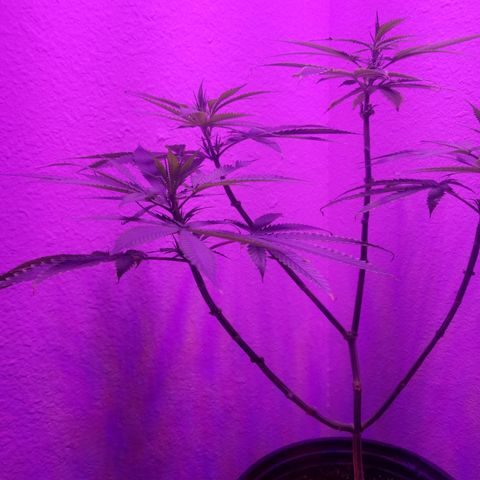 Southwest Candy  growlog timeline photo