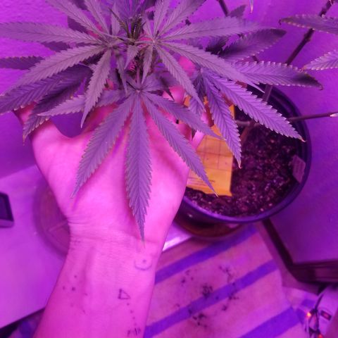 Southwest Candy  growlog timeline photo