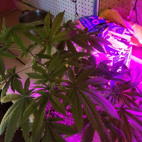 Southwest Candy  growlog timeline photo