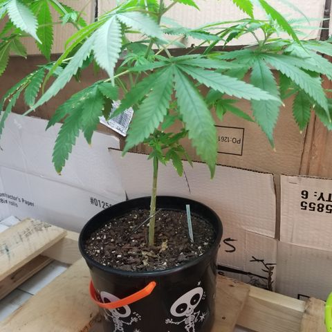 Southwest Candy  growlog timeline photo
