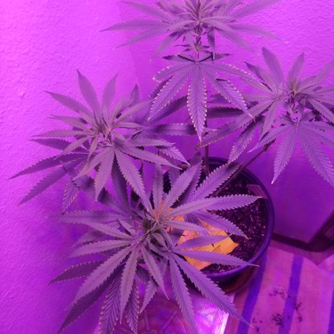 Southwest Candy  growlog timeline photo