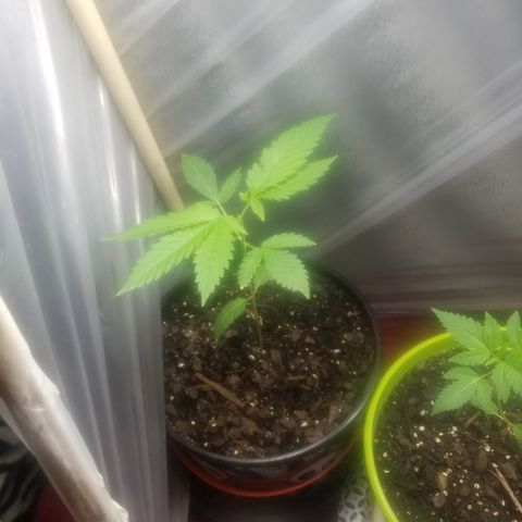 Southwest Candy  growlog photo