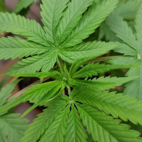 Southwest Candy  growlog timeline photo