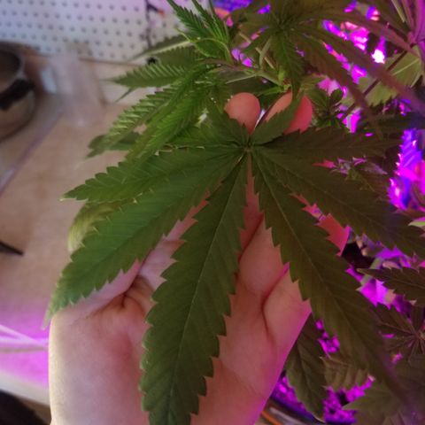 Southwest Candy  growlog timeline photo