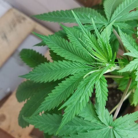 Southwest Candy  growlog timeline photo