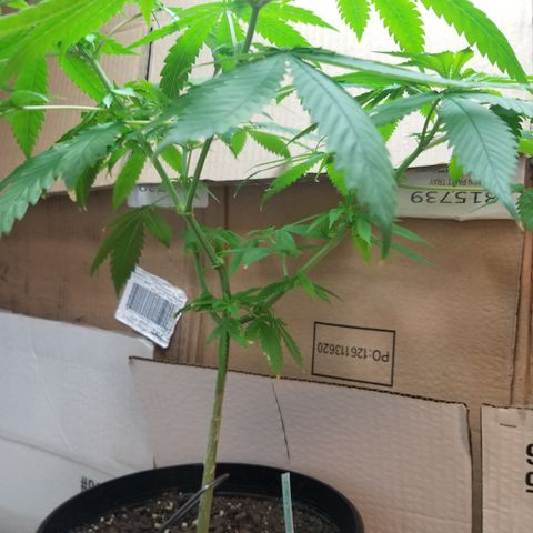 Southwest Candy  growlog timeline photo
