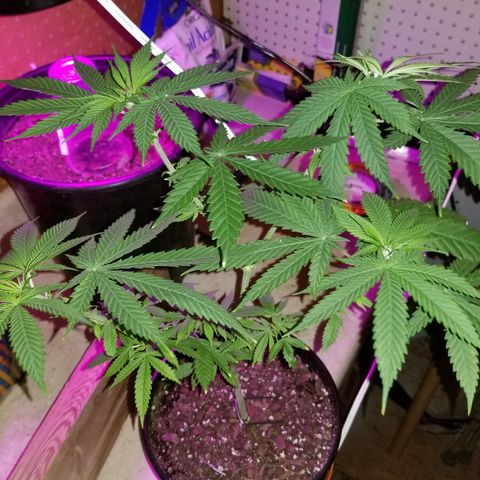 Southwest Candy  growlog timeline photo