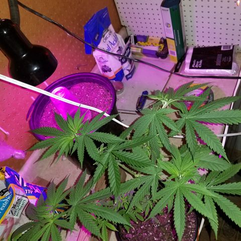 Southwest Candy  growlog timeline photo